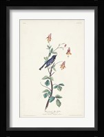 Pl. 155 Black-throated Blue Warbler Fine Art Print