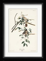 Pl. 160 Carolina Titmouse Fine Art Print