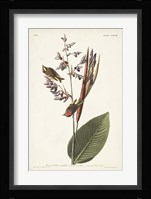 Pl. 183 American Golden-crested Wren Fine Art Print