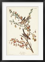 Pl. 188 Tree Sparrow Fine Art Print