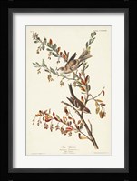 Pl. 188 Tree Sparrow Fine Art Print