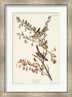 Pl. 188 Tree Sparrow Fine Art Print