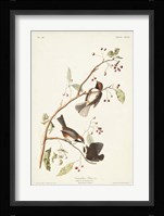 Pl. 194 Canadian Titmouse Fine Art Print