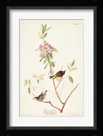 Pl. 195 Ruby-crowned Wren Fine Art Print