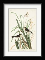 Pl. 355 Mac Gillivray's Finch Fine Art Print
