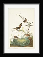 Pl. 360 Winter Wren Fine Art Print