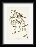 Pl. 375 Lesser Red Poll Fine Art Print