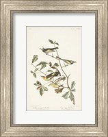 Pl. 414 Golden-winged Warbler Fine Art Print