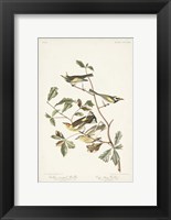 Pl. 414 Golden-winged Warbler Fine Art Print
