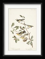 Pl. 414 Golden-winged Warbler Fine Art Print