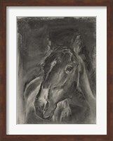 Charcoal Horse Study on Grey II Fine Art Print