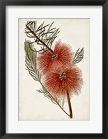 Bottle Brush Flower I Fine Art Print