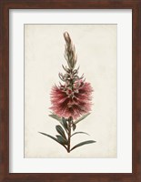 Bottle Brush Flower II Fine Art Print