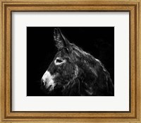 Donkey Portrait I Fine Art Print