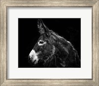 Donkey Portrait I Fine Art Print