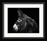 Donkey Portrait I Fine Art Print