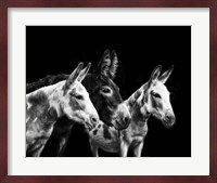 Donkey Portrait II Fine Art Print