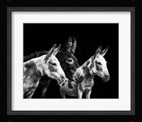 Donkey Portrait II Fine Art Print
