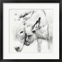 Donkey Portrait III Fine Art Print