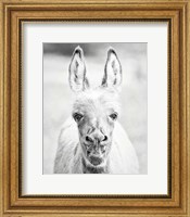 Donkey Portrait IV Fine Art Print