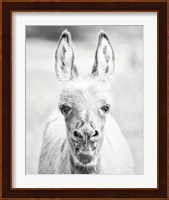 Donkey Portrait IV Fine Art Print