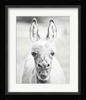 Donkey Portrait IV Fine Art Print