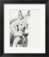 Donkey Portrait V Fine Art Print