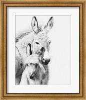 Donkey Portrait V Fine Art Print