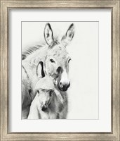 Donkey Portrait V Fine Art Print