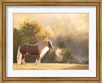 Golden Lit Horse I Fine Art Print