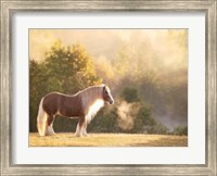 Golden Lit Horse I Fine Art Print