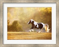 Golden Lit Horse II Fine Art Print