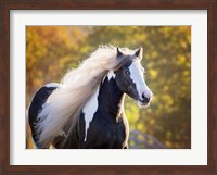 Golden Lit Horse III Fine Art Print