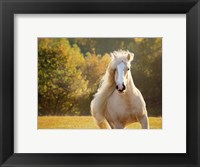 Golden Lit Horse IV Fine Art Print
