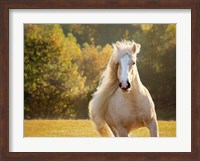 Golden Lit Horse IV Fine Art Print