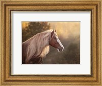Golden Lit Horse V Fine Art Print