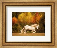 Golden Lit Horse VI Fine Art Print