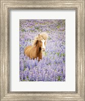 Horse in Lavender I Fine Art Print