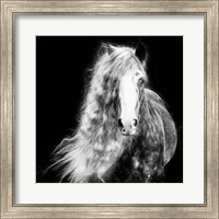 Black and White Horse Portrait I Fine Art Print