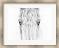 Black and White Horse Portrait IV Fine Art Print