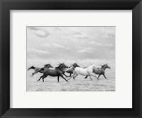Horse Run I Fine Art Print