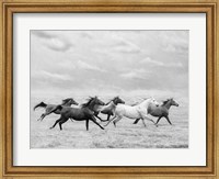 Horse Run I Fine Art Print