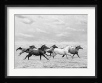 Horse Run I Framed Print
