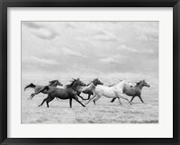 Horse Run I Framed Print