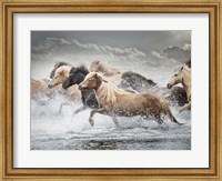 Horse Run IV Fine Art Print