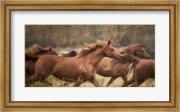 Horse Run VI Fine Art Print