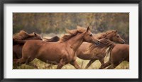 Horse Run VI Fine Art Print