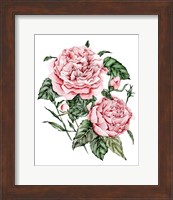 Roses are Red I Fine Art Print