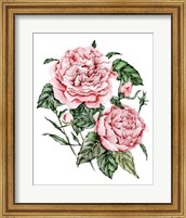 Roses are Red I Fine Art Print