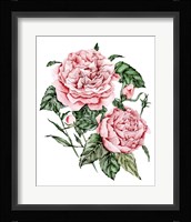 Roses are Red I Framed Print